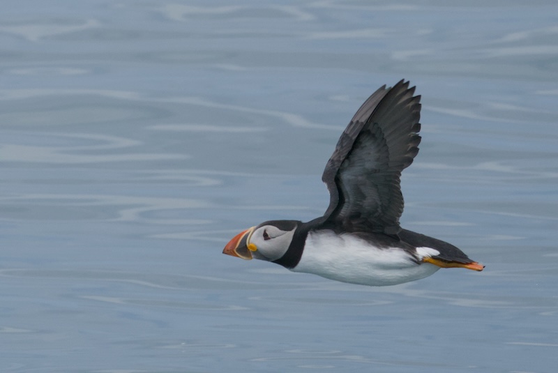 Photo of an Atlantic Puffin that I took